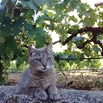 Verodes Jerez de la Frontera