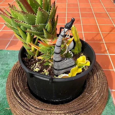 Verodes Frontera